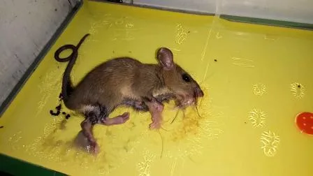 Magpow ratón rata libro adhesivo cucaracha Control de mosquitos papel adhesivo insecto pegamento trampa